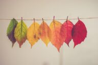 Blätter in unterschiedlichen Farben hängen an einer Schnur