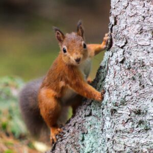 Eichhörnchen, das man auf Wald-Safari entdecken kann